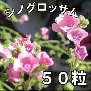 《小花が可愛い♡》花の種 シノグロッサム 種 宿根草 多年草(その他)