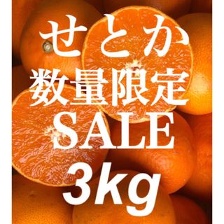 愛媛県産 みかん 高級柑橘 せとか 箱別3kg 発送 柑橘 ミカン 果物(フルーツ)