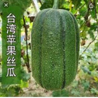 台湾の新品種 アップルへちま 野菜種 3粒(野菜)