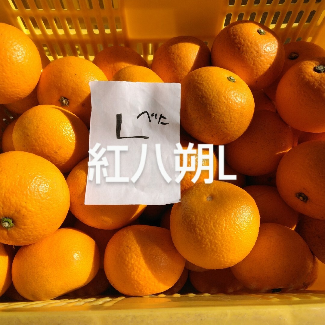 紅八朔L6kg、因島産、広島県産産地直送家庭用無農薬サイズ混合ビタミンC 食品/飲料/酒の食品(フルーツ)の商品写真