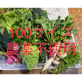 無農薬野菜詰め合わせ　(100サイズ)(野菜)