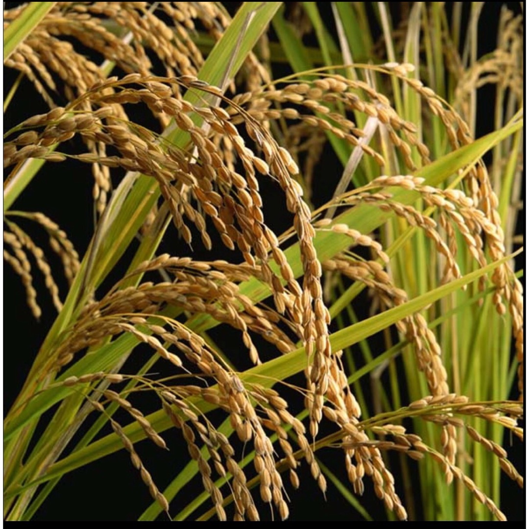 令和5年産　滋賀県産 近江米 玄米　減農薬栽培　900g 食品/飲料/酒の食品(米/穀物)の商品写真