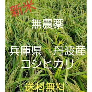令和5年　兵庫県丹波産 農薬、除草剤不使用　新米コシヒカリ10キロ(米/穀物)