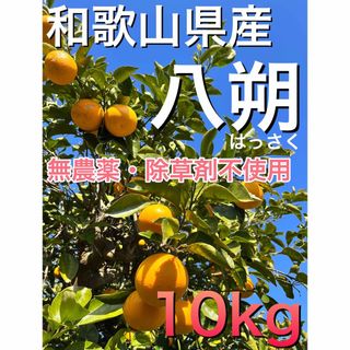 無農薬  八朔はっさく【約10kg】和歌山県産(フルーツ)