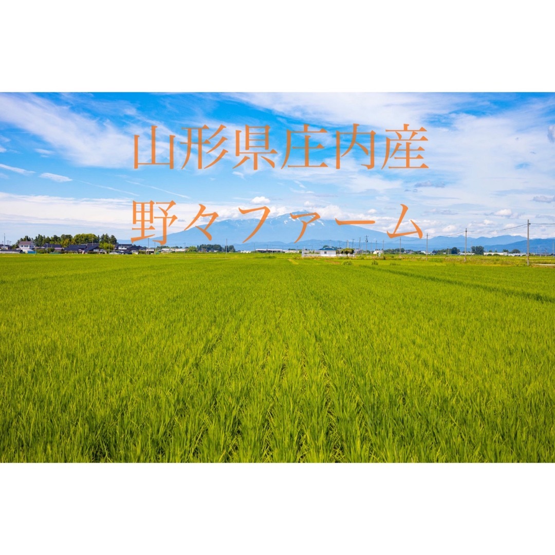 雪若丸　10kg 山形　特別栽培米　令和5年 食品/飲料/酒の食品(米/穀物)の商品写真