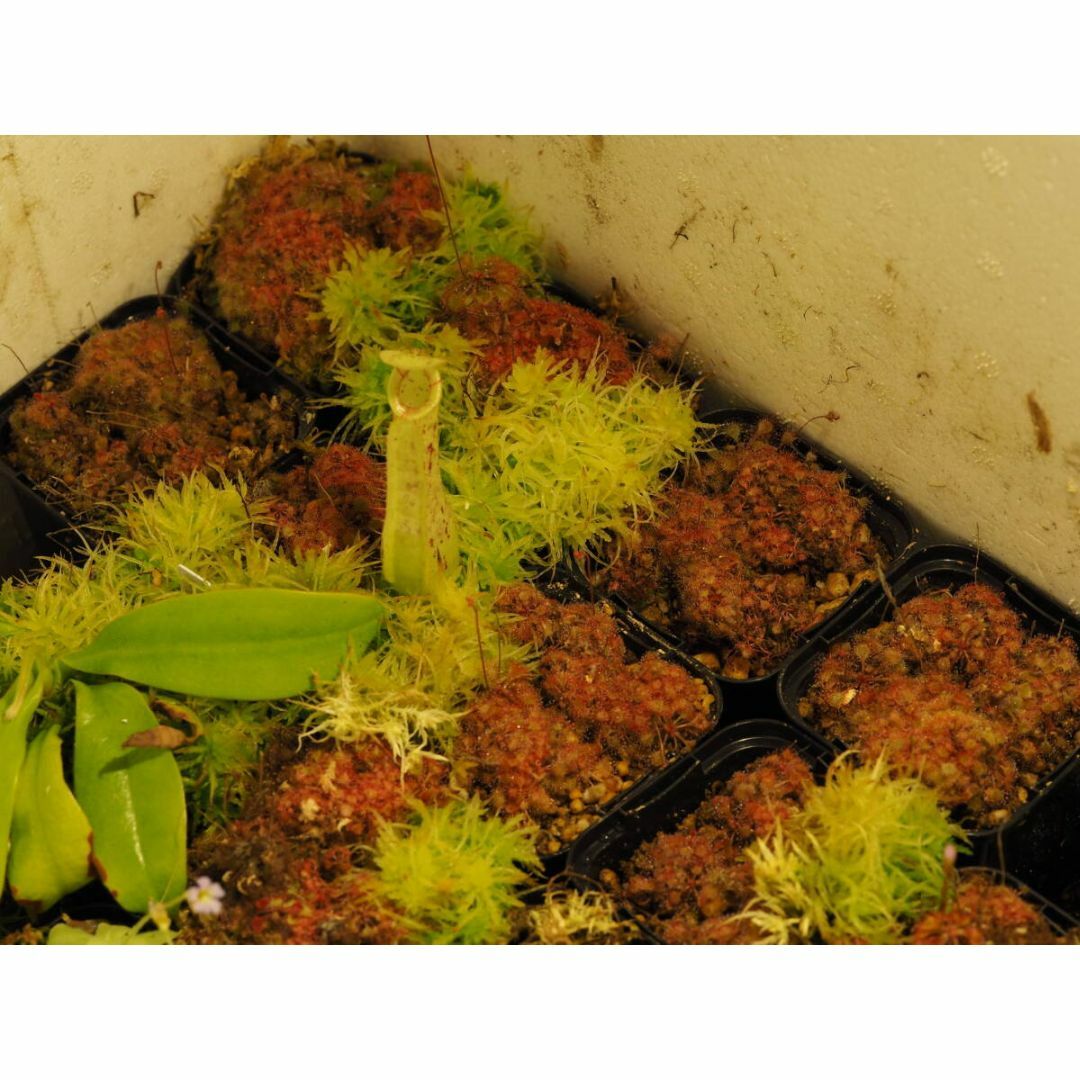 食虫植物 Drosera burkeana ヨハネスブルグ産 たくさん！入り1鉢