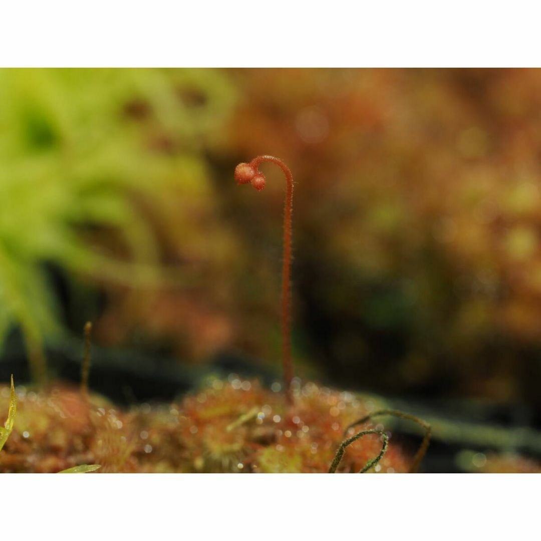 食虫植物 Drosera burkeana ヨハネスブルグ産 たくさん！入り1鉢