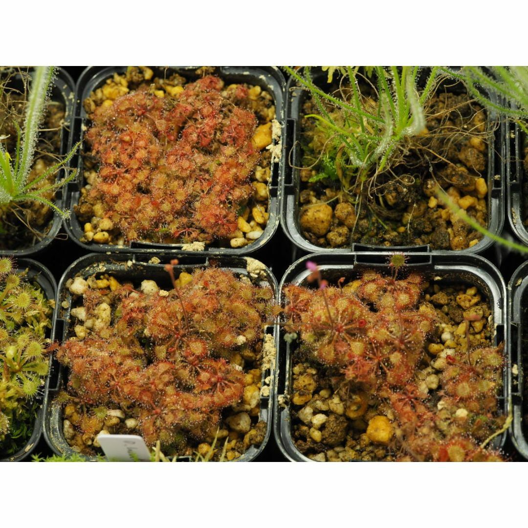 食虫植物 Drosera burkeana ヨハネスブルグ産 たくさん！入り1鉢