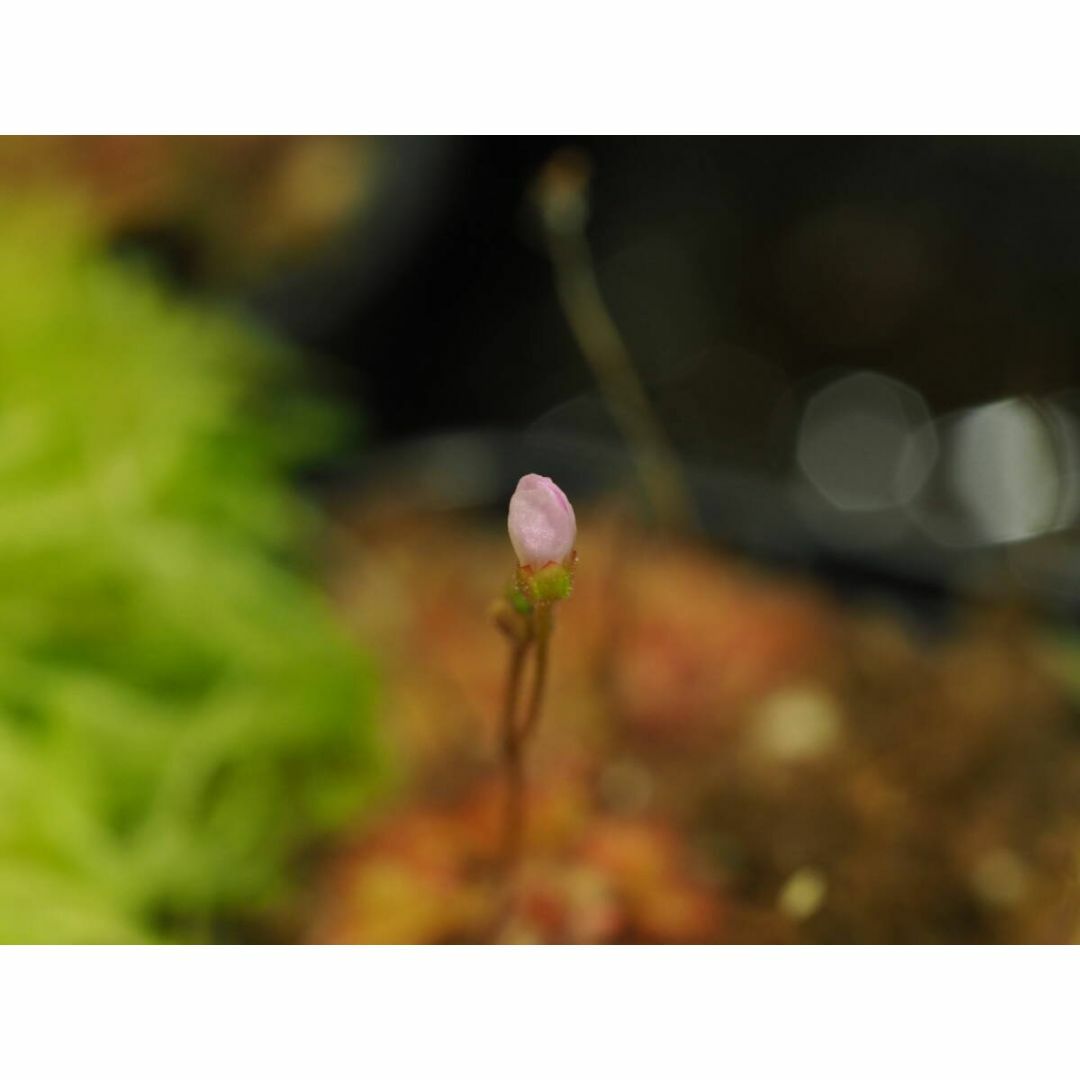 食虫植物 Drosera burkeana ヨハネスブルグ産 たくさん！入り1鉢