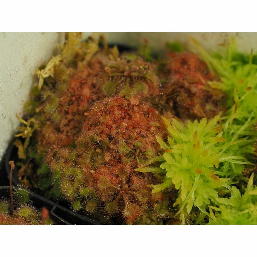 食虫植物 Drosera burkeana ヨハネスブルグ産 たくさん！入り1鉢