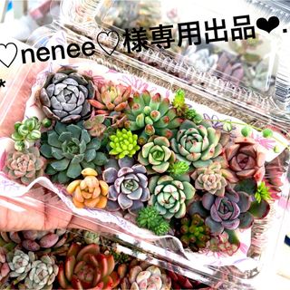 多肉植物カット苗☆♡nenee様専用出品❤︎.*(その他)