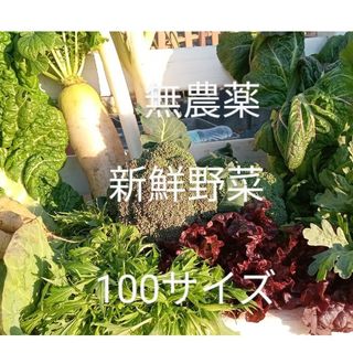 無農薬野菜　お野菜詰め合わせ　新鮮　大阪産地直送　100サイズ(野菜)