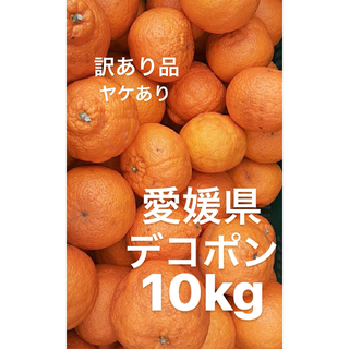 訳あり　愛媛県　デコポン　柑橘　ヤケ有り　10kg(フルーツ)