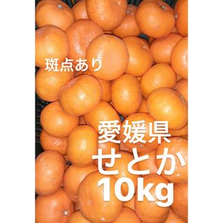 愛媛県産　せとか　柑橘　　10kg(フルーツ)