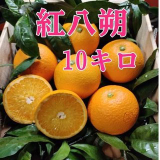 蔵出し完熟 紅八朔 10㌔(フルーツ)