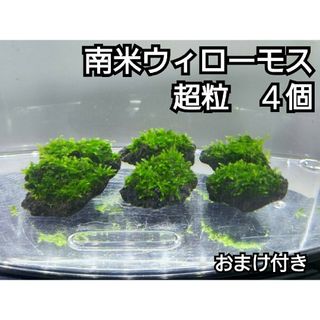 南米ウィローモス　黒溶岩石4個(超粒)　おまけ付き(アクアリウム)