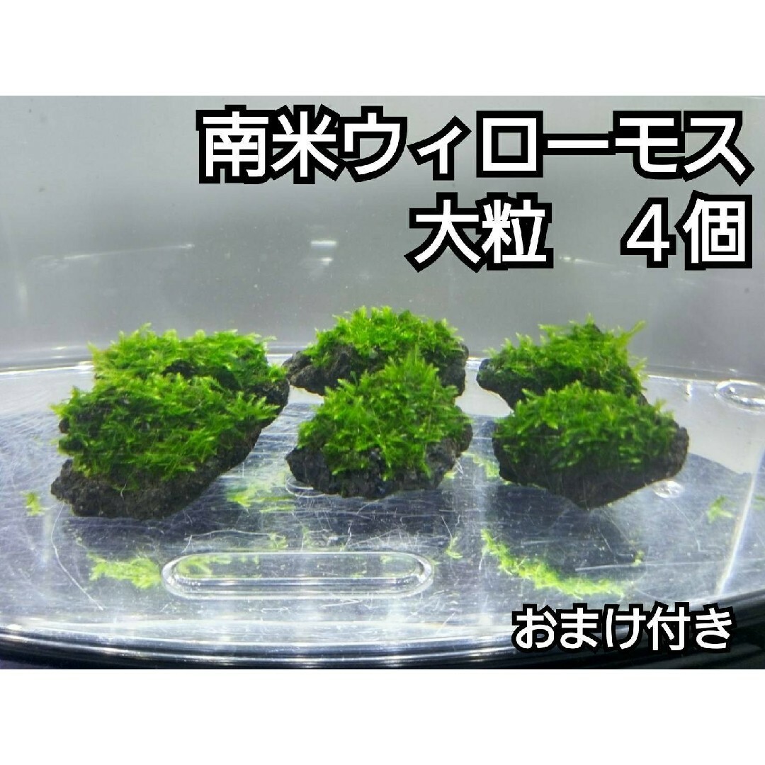 南米ウィローモス　黒溶岩石4個(大粒)　おまけ付き その他のペット用品(アクアリウム)の商品写真