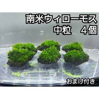 南米ウィローモス　黒溶岩石4個(中粒)　おまけ付き(アクアリウム)