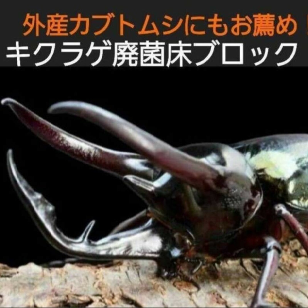 キクラゲ菌床【4ブロック】クワガタの産卵に！発酵マットに埋め込カブト幼虫の餌に その他のペット用品(虫類)の商品写真