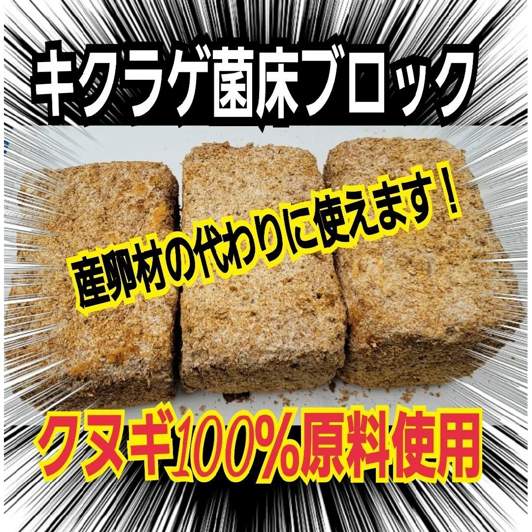 キクラゲ菌床【4ブロック】クワガタの産卵に！発酵マットに埋め込カブト幼虫の餌に その他のペット用品(虫類)の商品写真