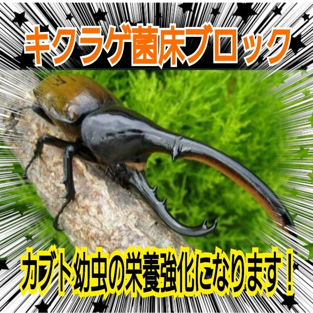 キクラゲ菌床【4ブロック】クワガタの産卵に！発酵マットに埋め込カブト幼虫の餌に その他のペット用品(虫類)の商品写真