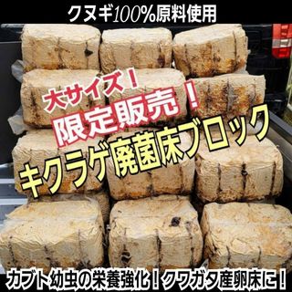 キクラゲ菌床【4ブロック】クワガタの産卵に！発酵マットに埋め込カブト幼虫の餌に(虫類)