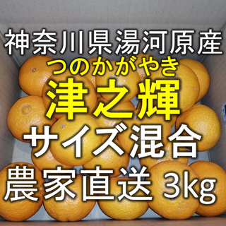 【津之輝】約3kg 神奈川県湯河原町産 農家直送(フルーツ)