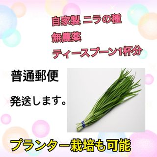 ニラ 種 無農薬 (野菜)