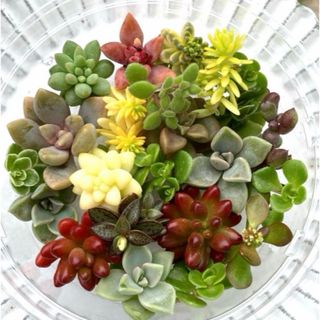 多肉植物　カット苗　色々　寄せ植え　セダム(その他)