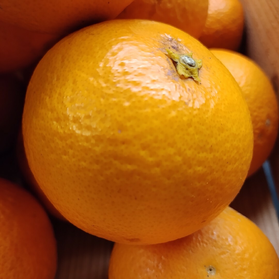 甘夏系清見オレンジ 2㌔ 食品/飲料/酒の食品(フルーツ)の商品写真