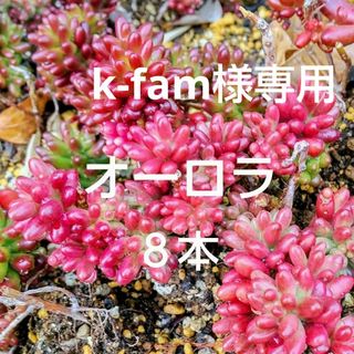 k-fam様専用 / 多肉植物  紅葉中の《 オーロラ＆虹の玉 》カット苗(その他)