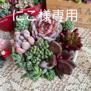 おらいさん苗 ミックスベリア はじまりの花 札付き 抜き苗の通販 by