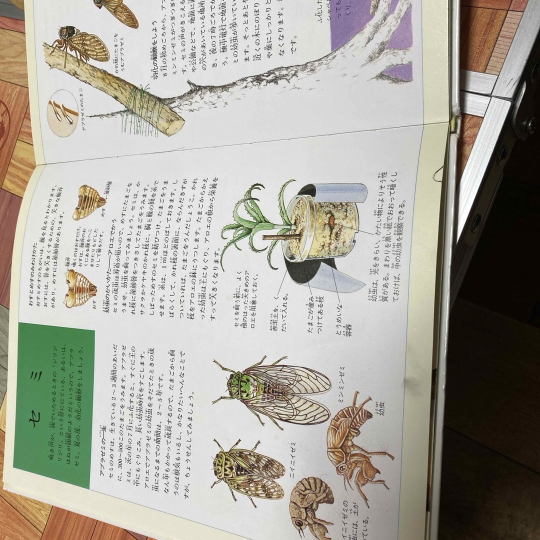 昆虫のかいかたそだてかた エンタメ/ホビーの本(絵本/児童書)の商品写真