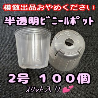 スリット入り半透明ビニールポット2号6cm100個プラ鉢ポリポット多肉プレステラ(プランター)