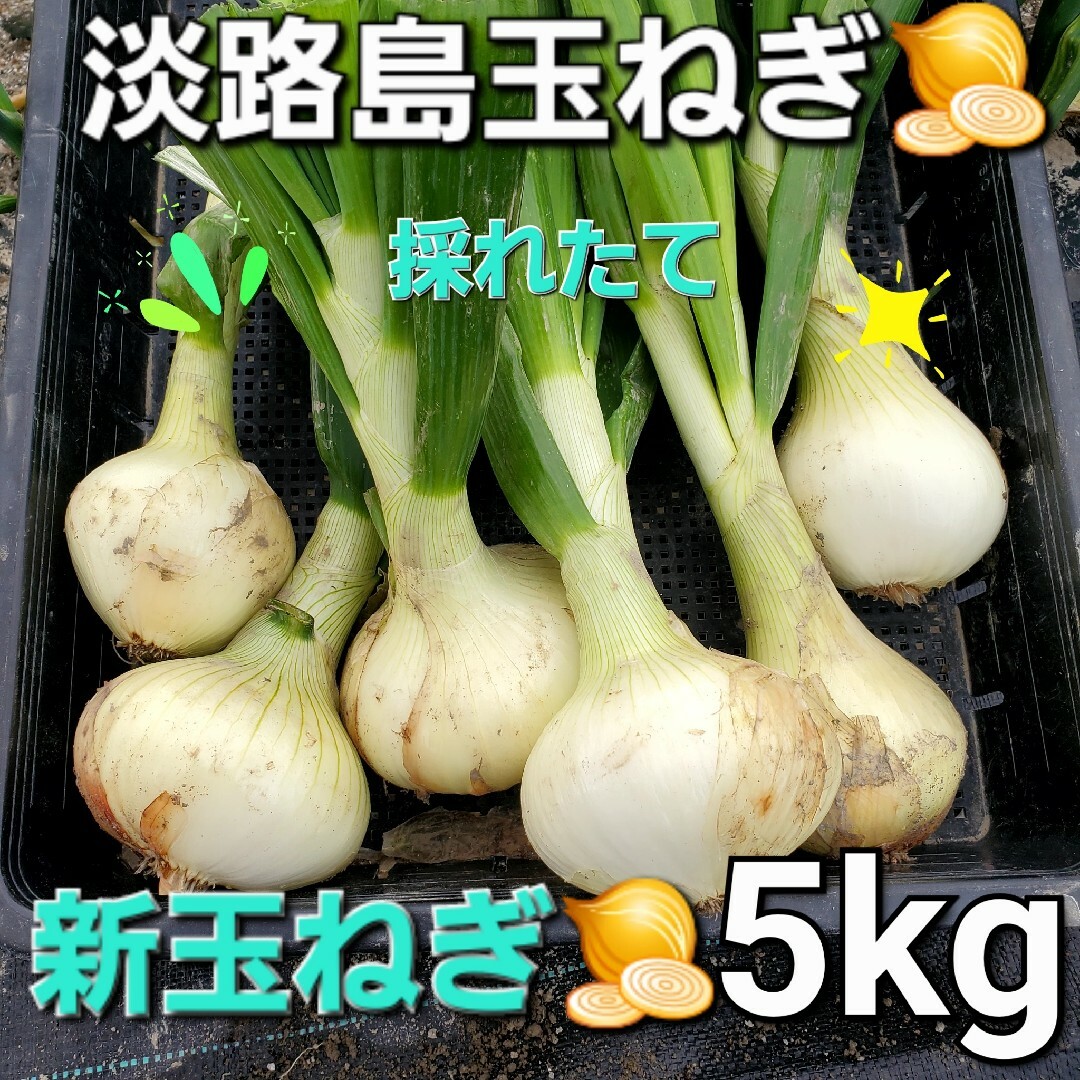 淡路島新玉ねぎ🧅極早生玉ねぎ5kg 食品/飲料/酒の食品(野菜)の商品写真