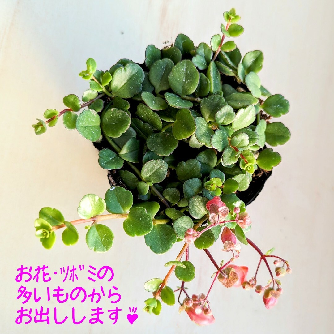 レア♪【ポットごと】カランコエ フィフィ 多肉植物 プラ鉢 プレステラ ハンドメイドのフラワー/ガーデン(その他)の商品写真