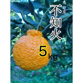 訳ありの訳アリ有田の不知火5キロS〜3L(フルーツ)