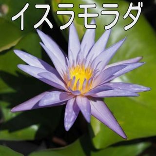 熱帯スイレンムカゴ種　イスラモラダ(アクアリウム)