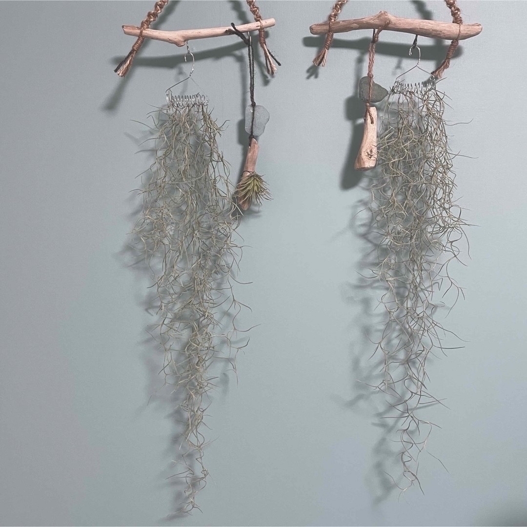 ✪流木のエアプランツホルダーとウスネオイデス　中葉 ハンドメイドのフラワー/ガーデン(その他)の商品写真