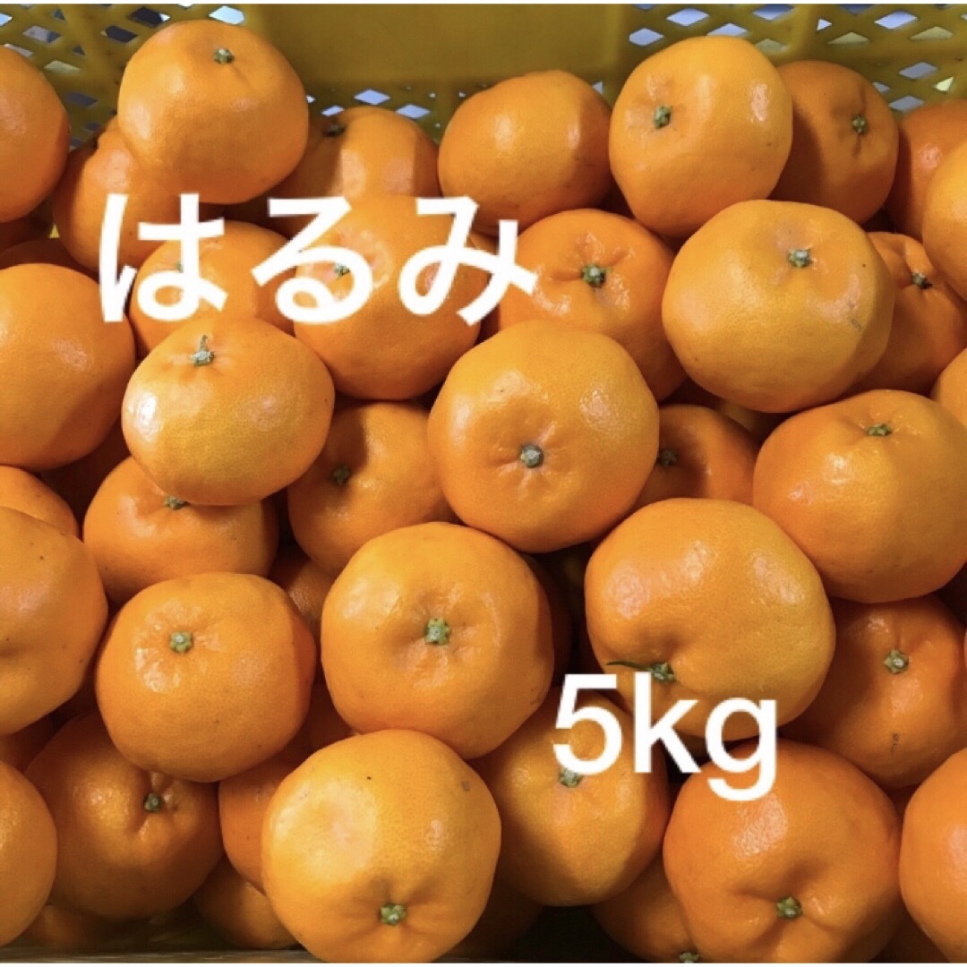 和歌山県産はるみ　5kg 食品/飲料/酒の食品(フルーツ)の商品写真