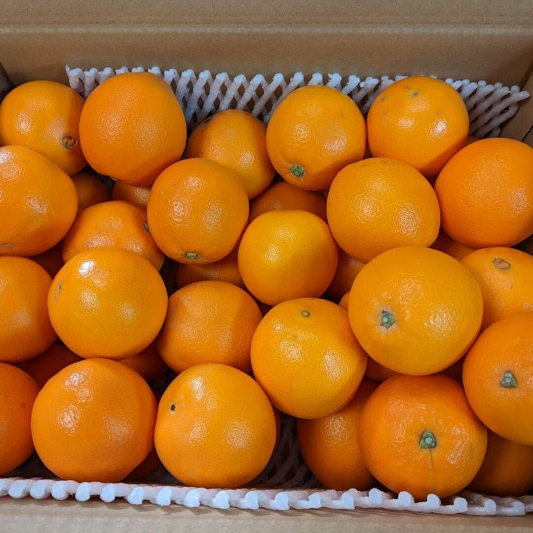 【農家直送】ネーブルオレンジ　小さいサイズ　5キロ　送料込 食品/飲料/酒の食品(フルーツ)の商品写真