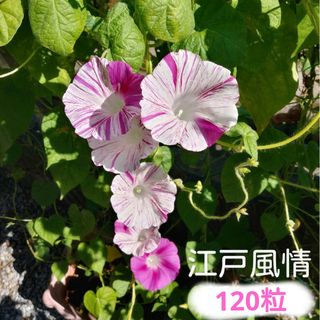 朝顔　江戸風情の種　120粒(その他)