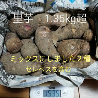 里芋　１.３５kg超　無農薬栽培のさといも２種類　品種の違うセレベスとミックス(野菜)