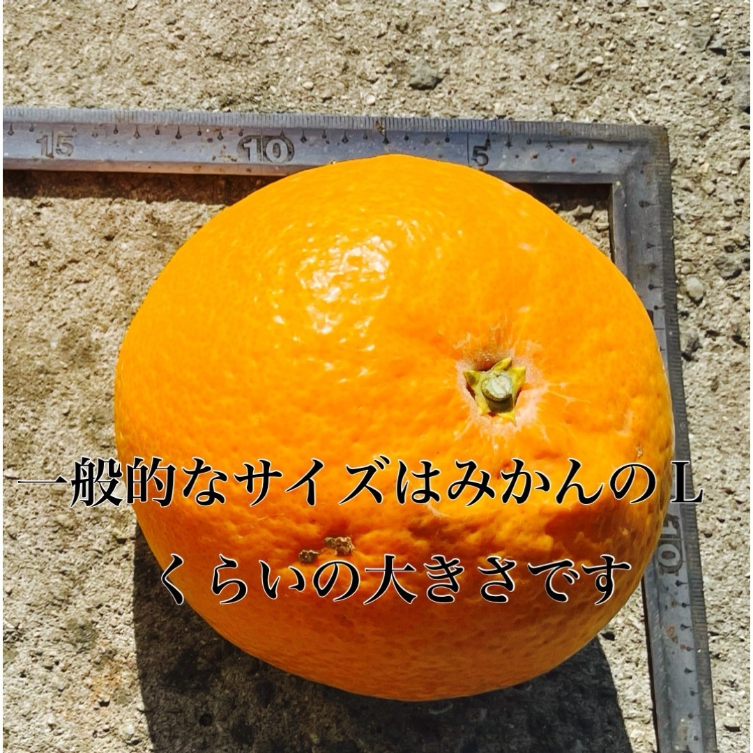 有田みかん(アリダミカン)の有田産　清見オレンジ　3キロ 食品/飲料/酒の食品(フルーツ)の商品写真