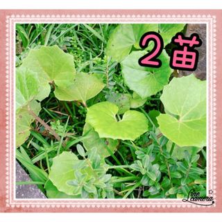 観葉植物   ツワブキ   石蕗  抜き苗   2苗(その他)