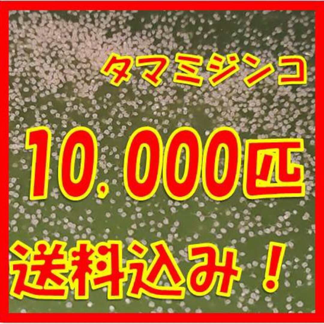 送料無料！タマミジンコ3g+α10,000匹「めだか金魚熱帯魚の生き餌に！」 その他のペット用品(ペットフード)の商品写真