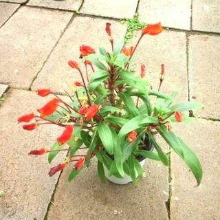 シーマニア・シルバティカ　苗　花木　観葉植物(その他)