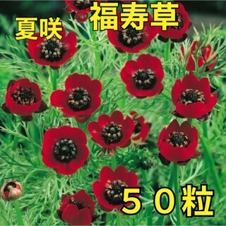 《珍しい⚠️》花の種 《夏咲福寿草》50粒  珍しいお花❁⃘*.゜(その他)