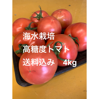 海水栽培　高糖度トマト　大分県産　4kg(野菜)