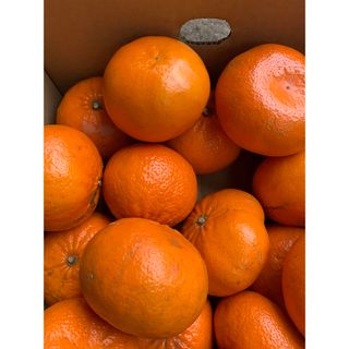 佐賀県唐津産　麗紅みかん🍊5k(フルーツ)